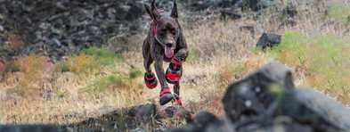 Trail Tested: Why Your Dog Needs Shoes