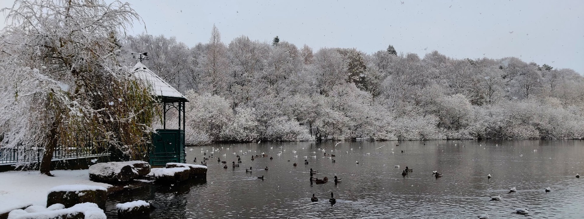 Golden Acre Park lake in the snow with ducks