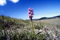Fragrant Orchid growing on a barren hill.