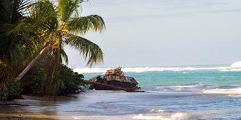 beach with palm tree