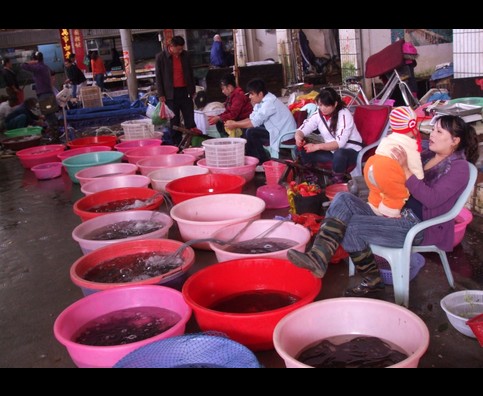 China Fish Markets 2