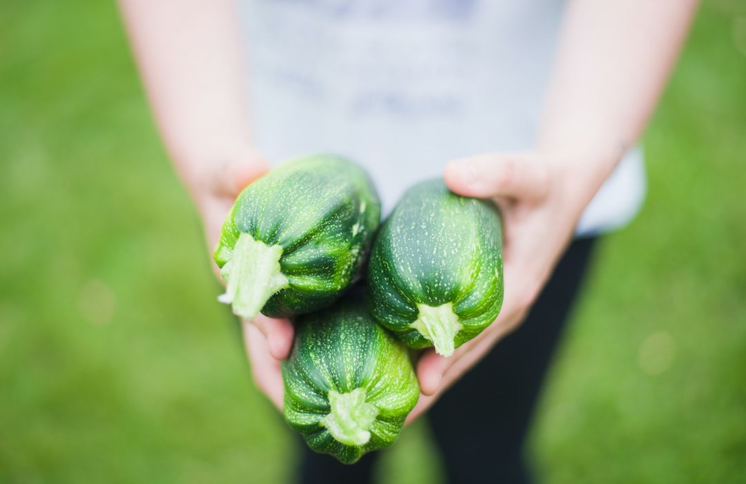 Three zucchinis being held in a pair of hands