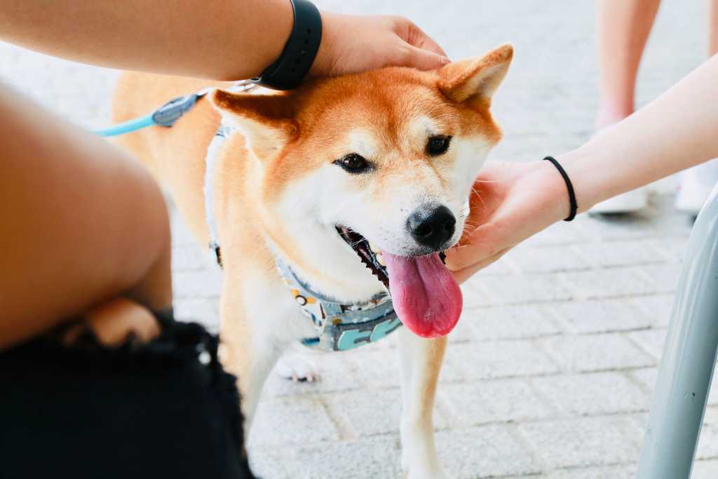 A Shiba Inu get pet from people