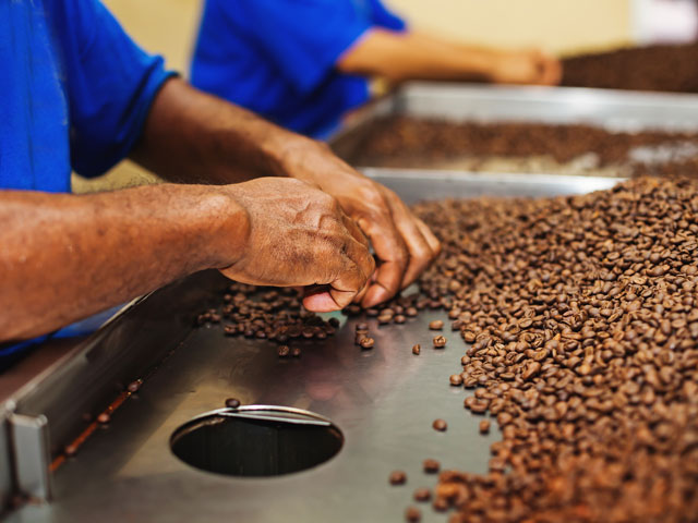 A worker sifting, sorting and selecting the right coffee beans