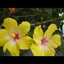 Panama Flowers