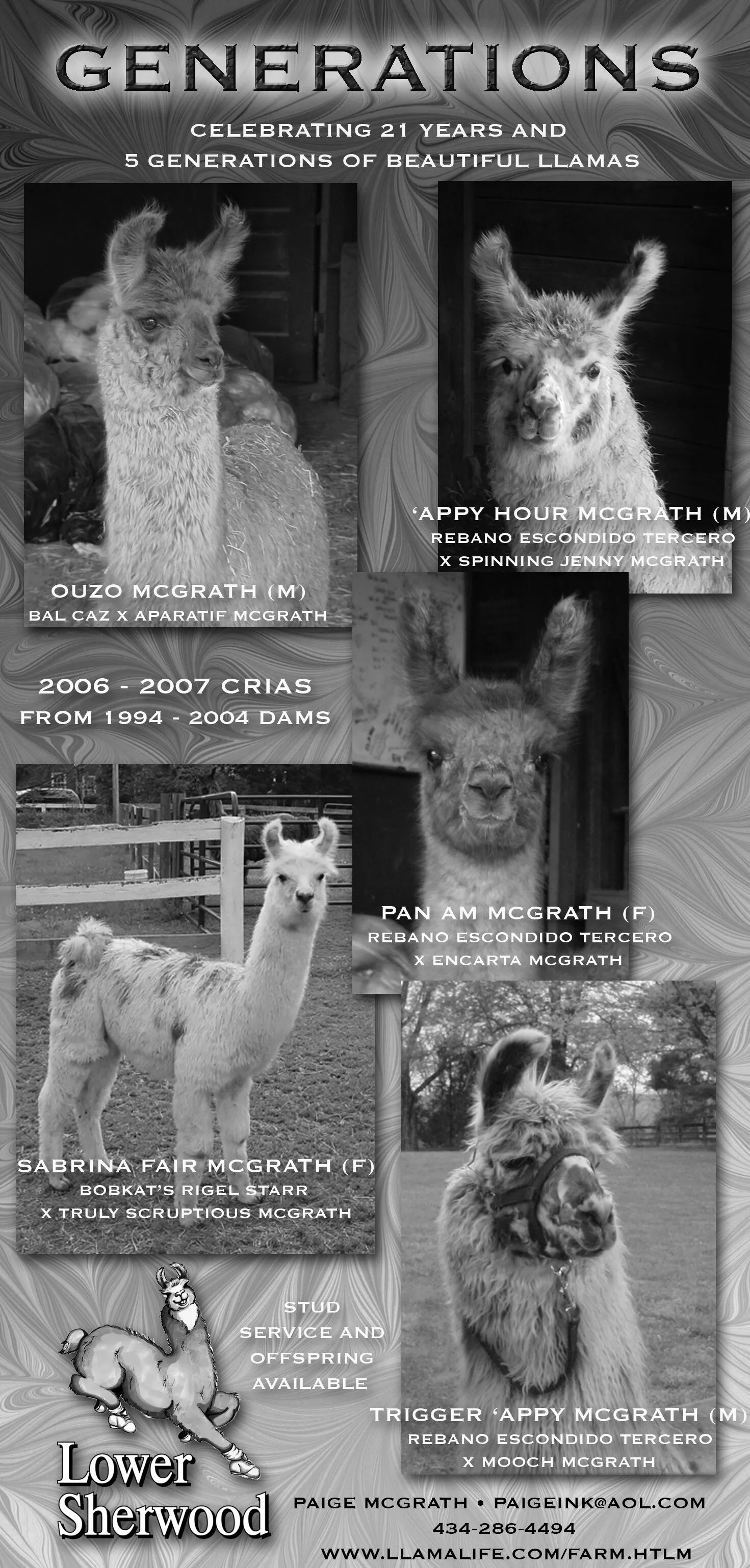 An advertisement for llamas named Ouzo, Appy Hour, Pan Am, Sabrina Fair, and Trigger Appy