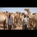 Somalia Camel Market 11
