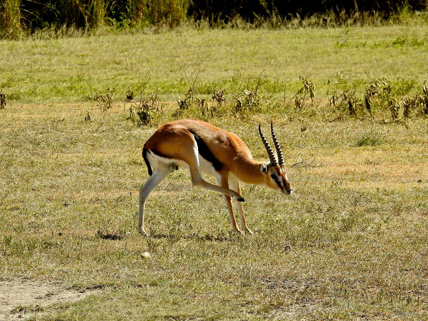 Tanzania Ngorongoro Crater Antilope