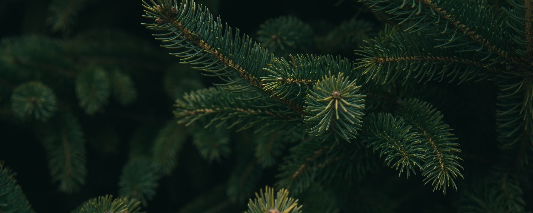 How to buy a sustainable Christmas tree this year