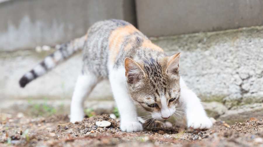Reducing Urine-Marking Behavior In Cats