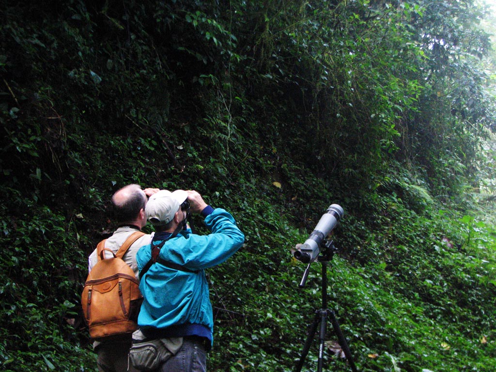 Cloud Forest Bird Watching Tour