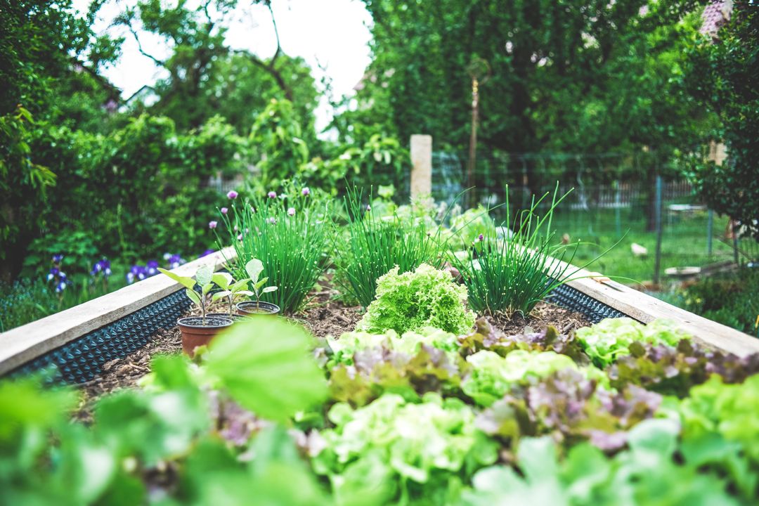 Chives and lettuce in a spring garden