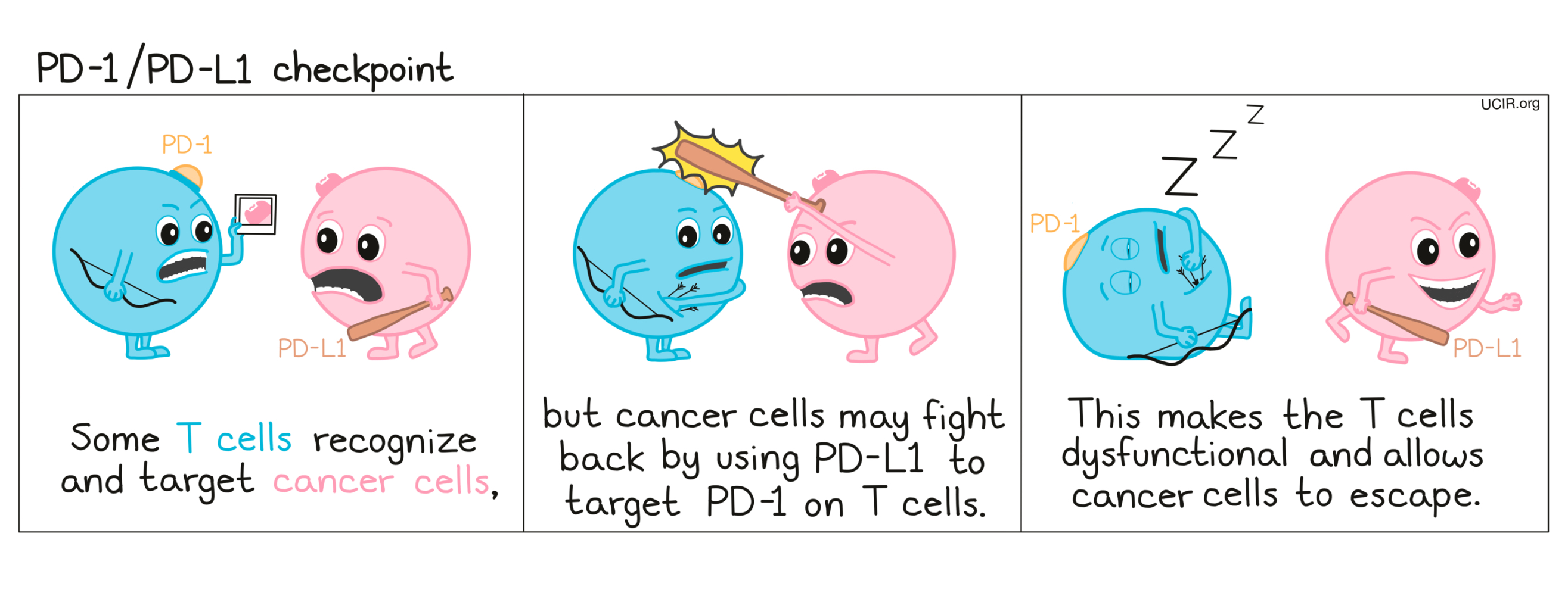 Cartoon that shows how PD-1 and PD-L1 checkpoint works