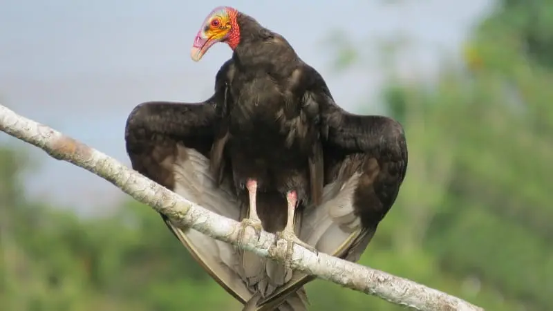 Birds of prey in Brazil - Tudo Sobre Animais