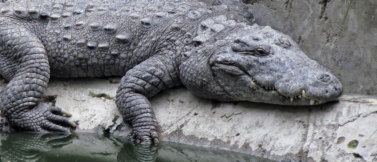 Crocodile
