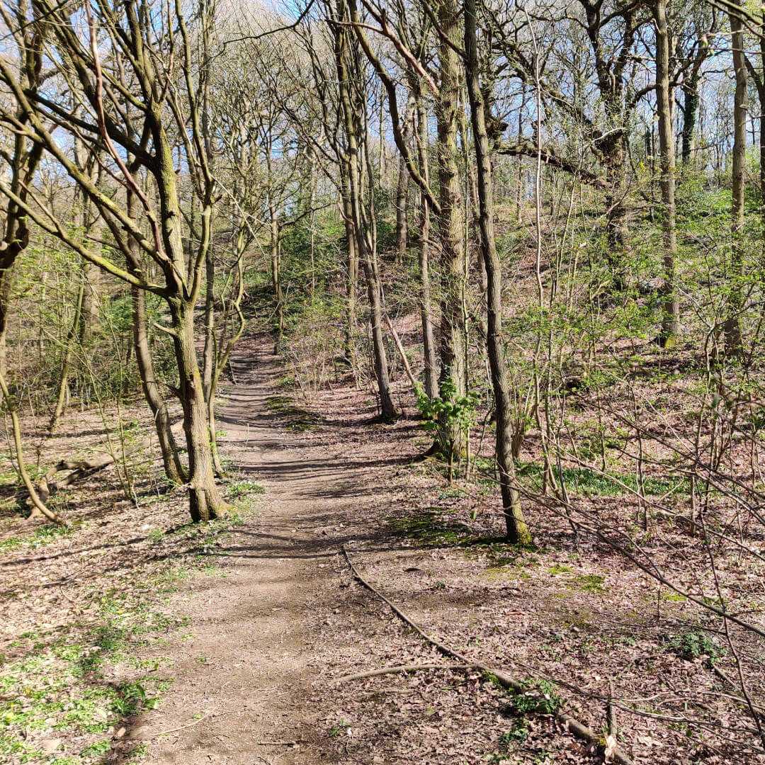 Path through Nan Whins Wood (Sykes Wood)