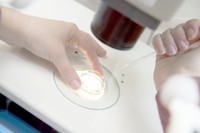 An embryologist fertilizes eggs in a laboratory