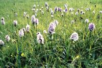 A field of Heath Spotted Orchids