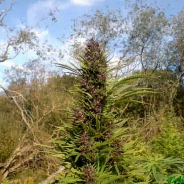 Learn about cannabis in australia