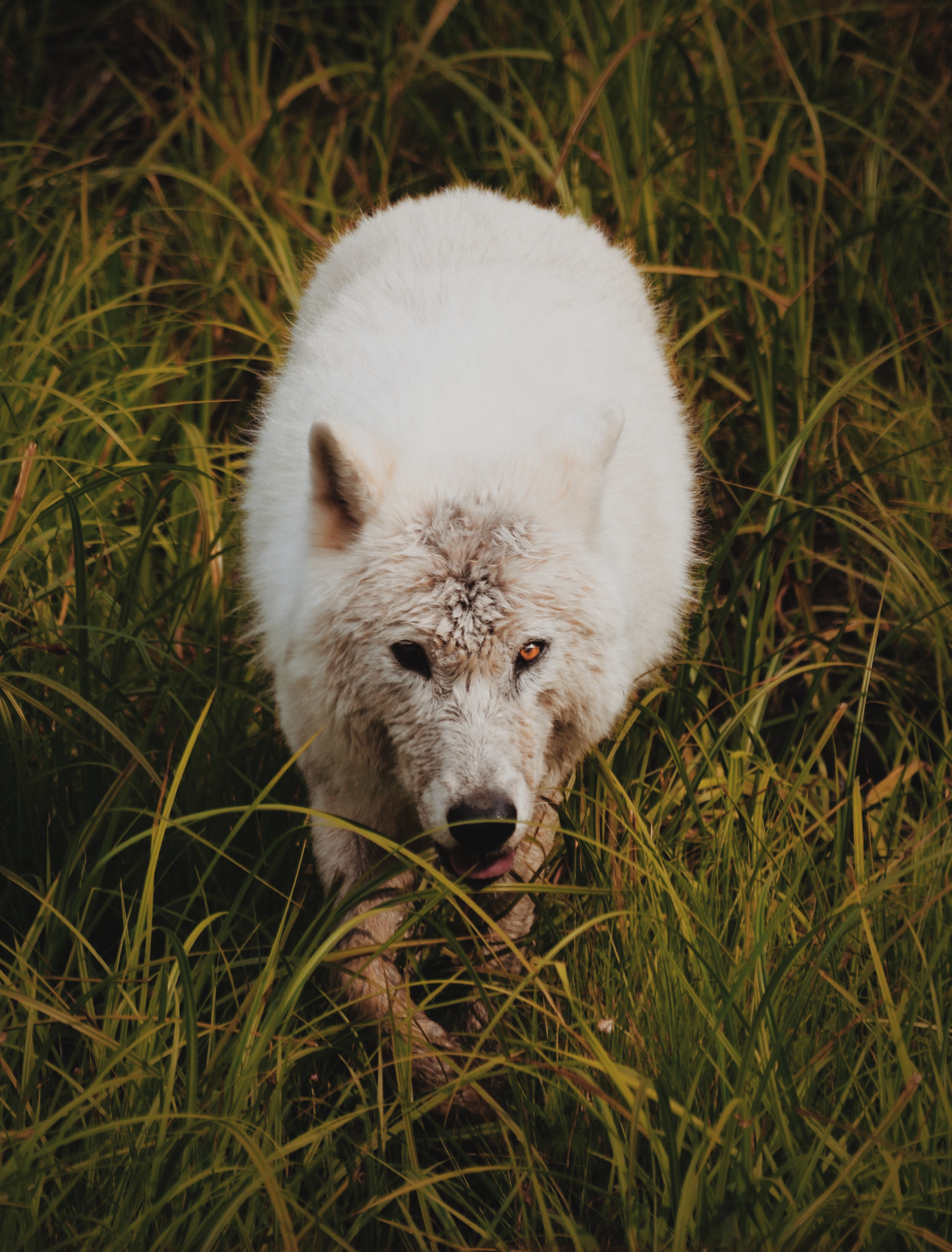 An arctic wolf prowling through tall grass.
