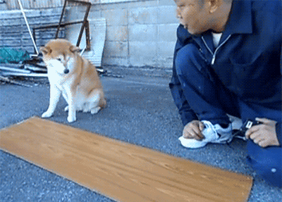 Dog helping man measure a piece of wood