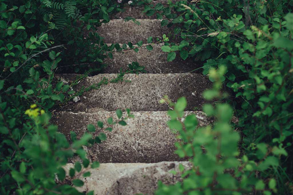 Some stone stairs surrounded by green leafy bushes, Photo by Rodion Kutsaiev on Unsplash