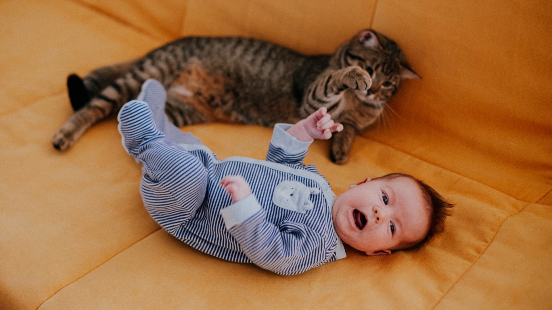 Introducing A New Baby To A Cat