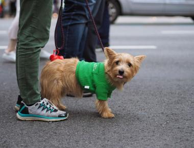 Get Dog Poop out of Shoes with These 5 Simple Methods