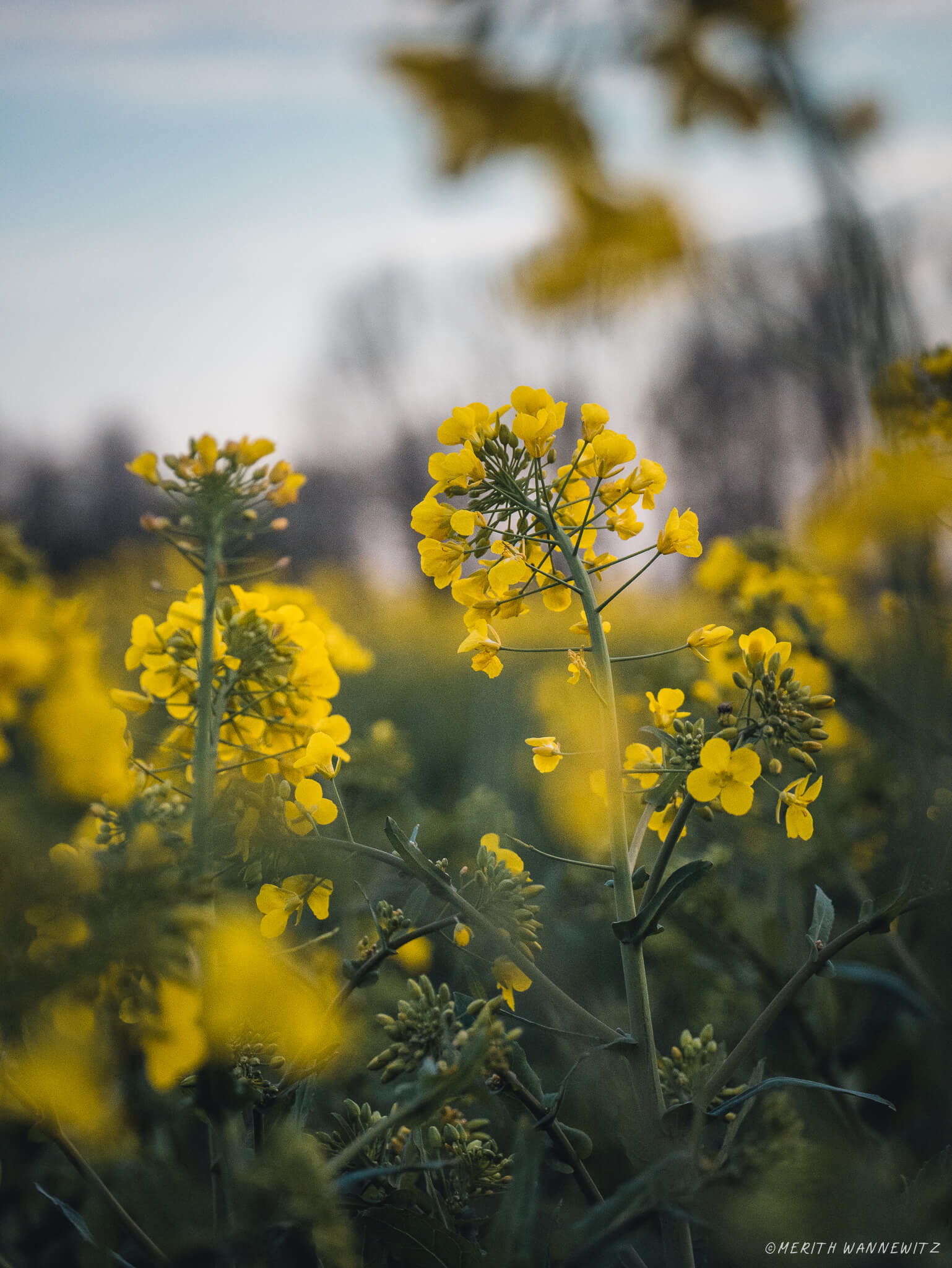 A rapeseed blossom in focus in the center of the image, surrounded by more out-of-focus rapeseed blossoms and blurred trees and sky in the background.