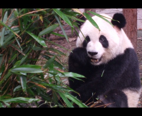 China Pandas 6