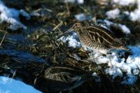 A Snipe wades amongst the melt water