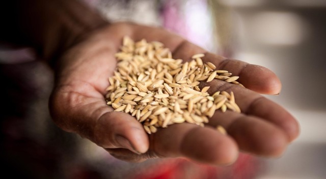 A person&#039;s hand holding rice grains to show world hunger