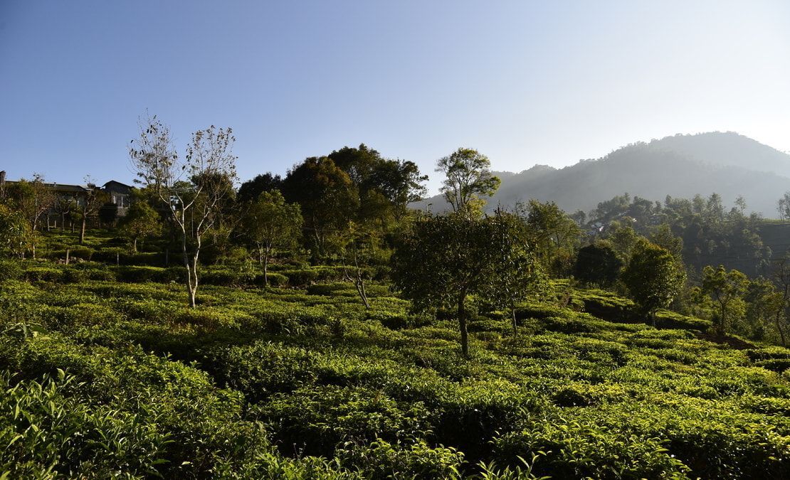 Vista Chiaro Plots | Kotagiri, Aravenu, Coonoor