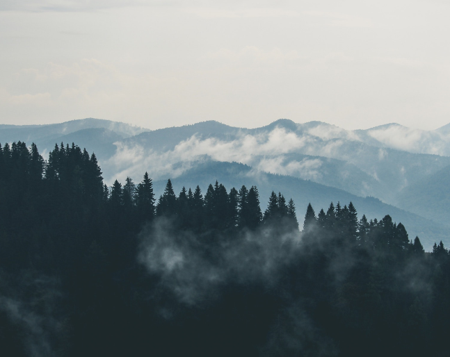 forest img