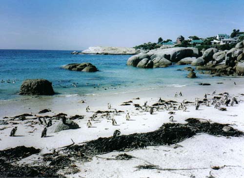 Cape Town penguins 2