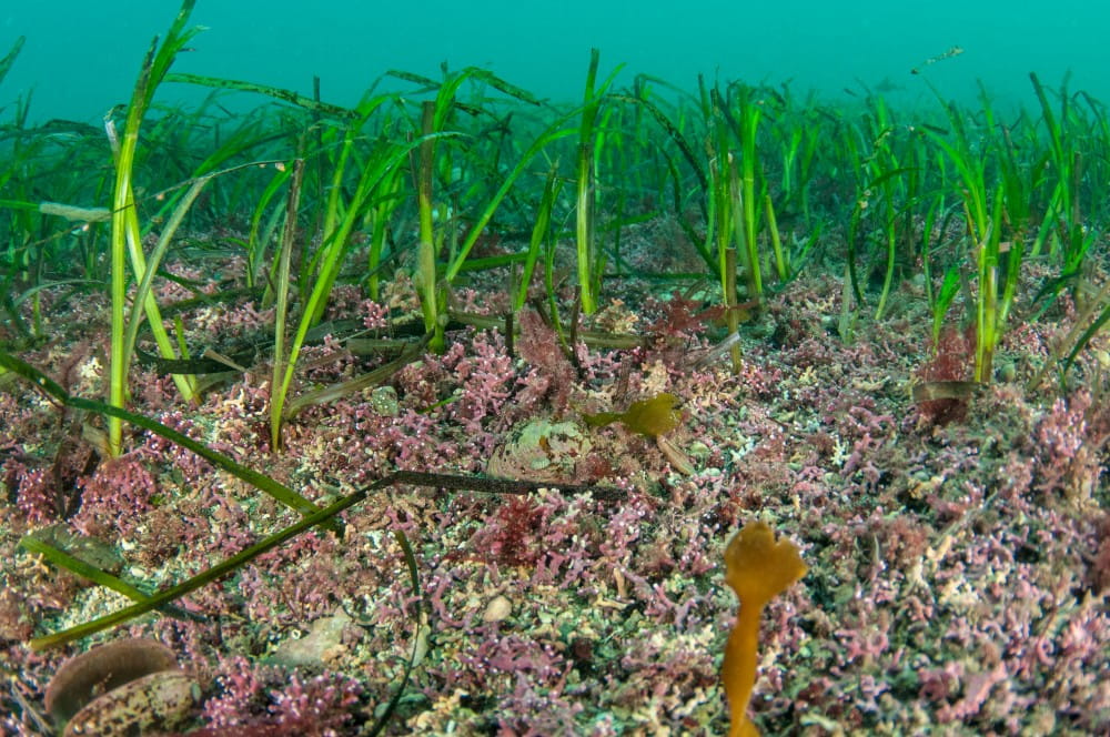 Seagrass <em>(Zostera spp.)</em> bordering a maerl bed with hidden bivalves and red seaweeds