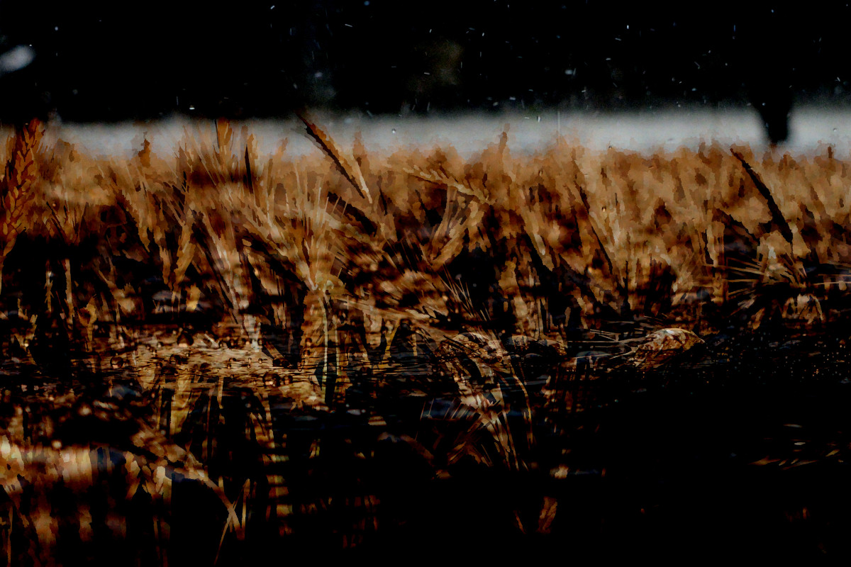 Wheat in the rain.