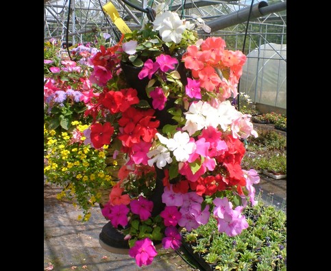 England Hanging Baskets 17