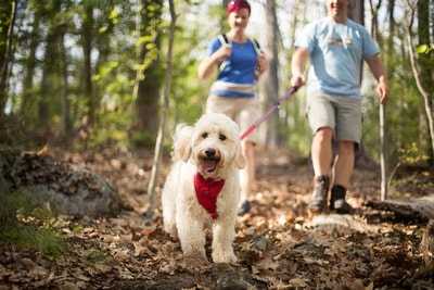 How To Make The Most Of Your Daily Dog Walks