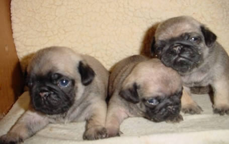 Three of the pug puppies from our first litter