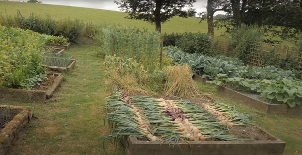 A garden with many beds and onions drying