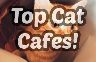The Top Cat Cafes in The World 2022