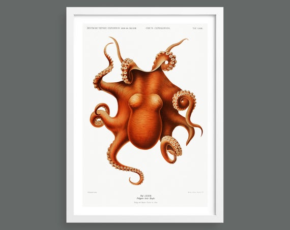 Octopus vintage print 