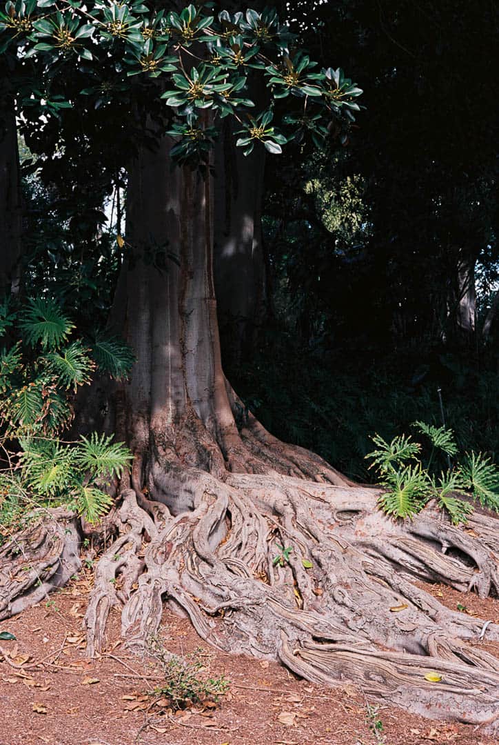 A large tree with massive roots