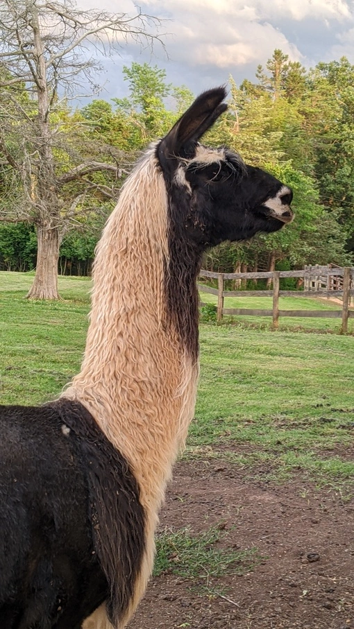 An image of a llama named Booyah