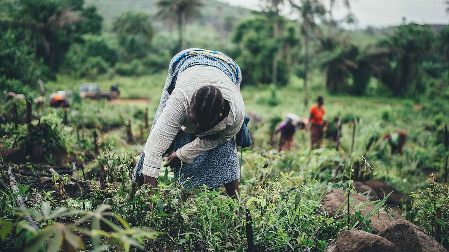 Human Resource Management Farming Past Exam Papers and Memos