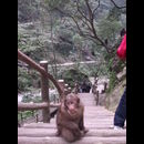 China Monkeys 15