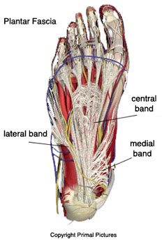 "Plantar
