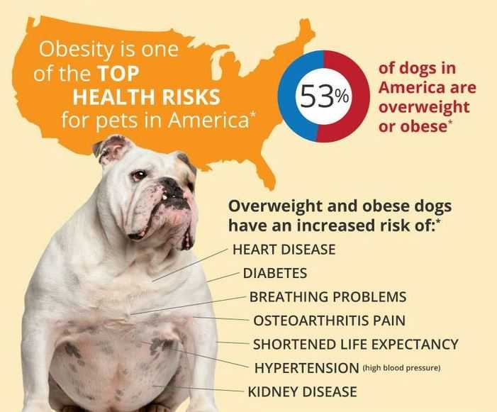 Facts About Dog Obesity Infographic