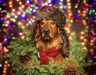 Holiday Hazards for Dogs